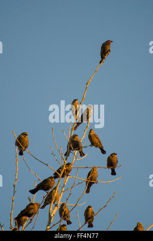 Rot – geflügelte Amseln, (Agelaius Phoeniceus), Ladd S. Gordon Wasservögel Komplex, New Mexico, USA. Stockfoto