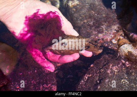 Gezeiten Sie Meer Hasen (Aplysia Dactylomela) in Hand, lila farbiger Tinte Wolke, Abwehrmechanismus entdeckt,-Pools, La Gomera Stockfoto