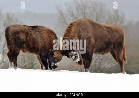 Wisente oder Wisent (Bison Bonasus), Kuh und jung, verspielt kämpfen im Schnee, Gefangenschaft, North Rhine-Westphalia, Deutschland Stockfoto