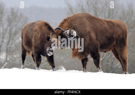 Wisente oder Wisent (Bison Bonasus), Kuh und jung, verspielt kämpfen im Schnee, Gefangenschaft, North Rhine-Westphalia, Deutschland Stockfoto
