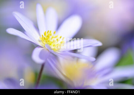 Balkan-Anemone, auch griechische Windflower oder Winter Windflower (Anemone Blanda), North Rhine-Westphalia, Germany Stockfoto