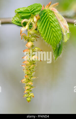 Europäische oder gemeinsame Hainbuche (Carpinus Betulus), männliche Blüten und Blatt schießt, North Rhine-Westphalia, Deutschland Stockfoto