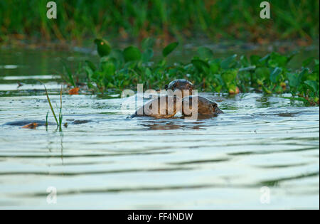 Riesenotter (Pteronura Brasiliensis) in Wasser, Pantanal, Mato Grosso, Braslien Stockfoto