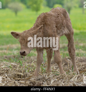 neugeborenes Kalb stehend auf Sommertag kurz nach der Geburt Stockfoto