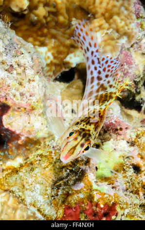 Zwerg Hawkfish, Cirrhitichthys Falco, Moalboal, Tuble, Cebu, Philippinen Stockfoto