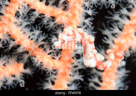 Denise es Pygmäen Seepferdchen, Hippocampus Denise Tuble, Moalboal, Cebu, Philippinen Stockfoto