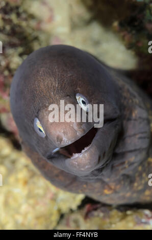 White-Eyed Moray, Aal, Gymnothorax, Tuble thyrsoideus, Moalboal, Cebu, Philippinen Stockfoto