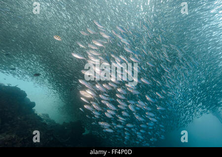 Sardinen, Sardinella lemuru und Großaugenskad, Selar crumenophtalmus, Moalboal, Tuble, Cebu, Philippinen, Pazifik Stockfoto