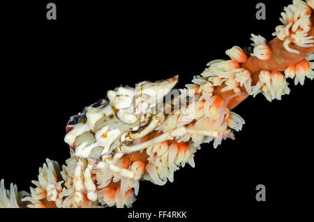 Draht Korallen Krabbe, Xenocarcinus Tuberculatus, Tuble, Moalboal, Cebu, Philippinen Stockfoto