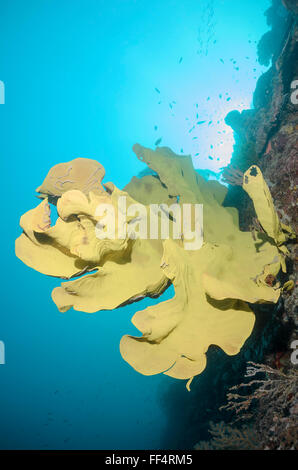 Elefanten-Ohr-Schwamm, Ianthella Basta, Moalboal, Tuble, Cebu, Philippinen Stockfoto