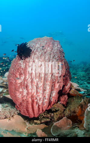 Fass-Schwamm, Xestospongia Testudinaria, Tuble, Pescador Island, Moalboal, Cebu, Philippinen Stockfoto