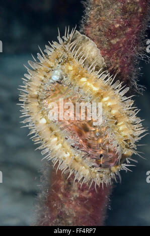 Arsch Ohr Abalone, Haliotis Asinina, Tuble, Moalboal, Cebu, Philippinen Stockfoto