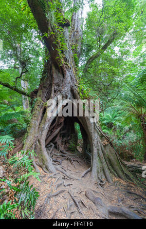 Hohlen Baum mit komplizierten Wurzeln im australischen Regenwald Stockfoto