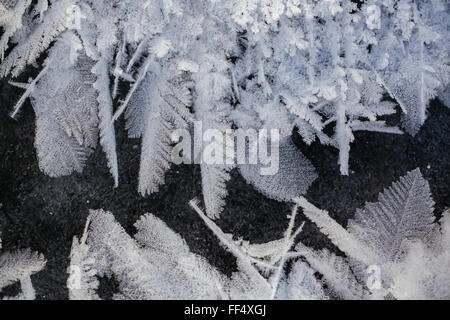 Rauhreif formen Feder-wie Kristalle auf der Eisoberfläche von Patricia Lake im Jasper Nationalpark früh in der sub-zero Kanadischen Klima im Winter. Stockfoto