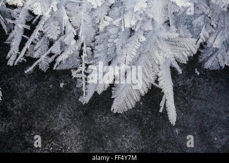 Rauhreif formen Feder-wie Kristalle auf der Eisoberfläche von Patricia Lake im Jasper Nationalpark früh in der sub-zero Kanadischen Klima im Winter. Stockfoto