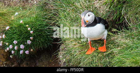 Puffin in Latrabiarg Cliffs, Island Stockfoto