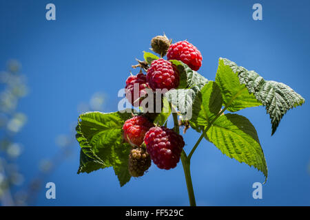 Bild von reifen roten Himbeeren auf einem Ast Stockfoto