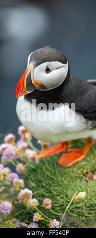 Puffin in Latrabiarg Cliffs, Island Stockfoto