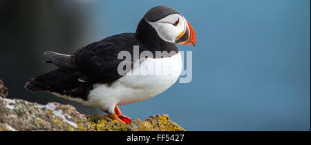 Puffin in Latrabiarg Cliffs, Island Stockfoto