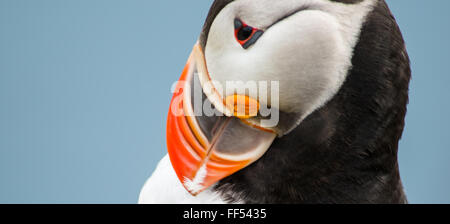 Puffin in Latrabiarg Cliffs, Island Stockfoto