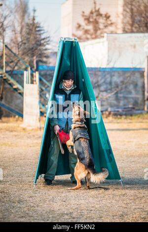 GOMEL, Weißrussland - 22. November 2014: Deutscher Schäferhund Hundetraining in Gomel regionale Sport-Club und dekorative Hundezucht Stockfoto