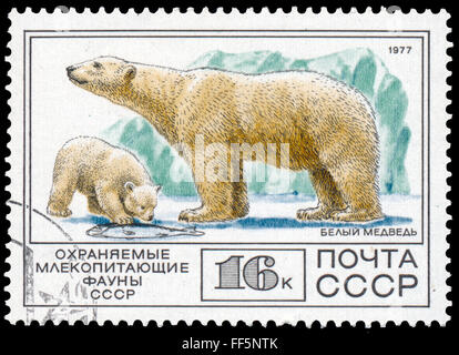 UdSSR - CIRCA 1977: eine Briefmarke gedruckt in USSR zeigt Eisbär Stockfoto