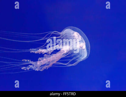 Quallen in ihrem natürlichen Lebensraum. (Pelagia Noctiluca) Stockfoto