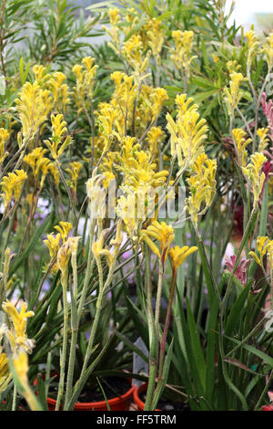 Anigozanthos Bush Bonanza oder bekannt als Kangaroo Paw Stockfoto