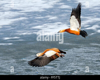 Zwei fliegende Ruddy Brandgänse (Tadorna Ferruginea) über den Beginn des Frühjahrs-Eis-Teich. Moscow Region, Russland Stockfoto