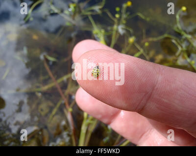 22-Punkt-Marienkäfer (Psyllobora Vigintiduopunctata) ertrunken auf den Fotografen Finger mit Gartenteich im Hintergrund Stockfoto