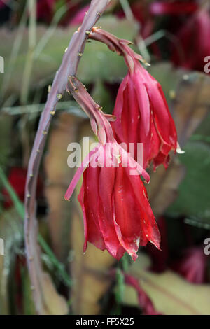 Nahaufnahme von sterben oder welke Epiphyllum oder Orchid cactus Stockfoto