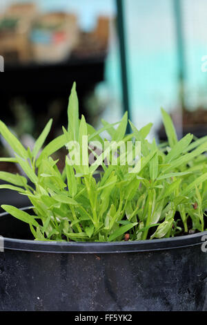 Anbau von Ipomoea Aquatica oder auch bekannt als Kang Kong in einem Topf Stockfoto