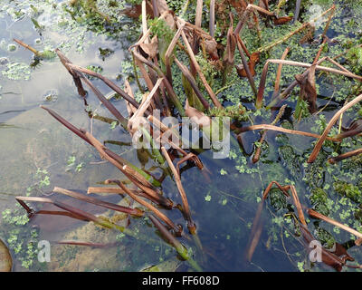 Gefrostet und verwelkte Pickerel Unkraut (Pontederia Cordata) in einem Gartenteich Stockfoto