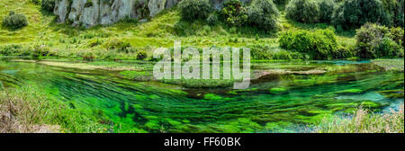 Blaue Feder, die an Te Waihou Gehweg, Hamilton Neuseeland befindet. Stockfoto