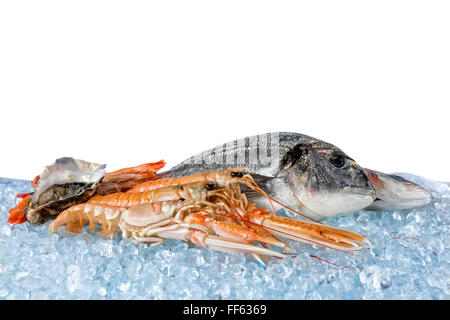 Frische Meeresfrüchte isoliert auf weißem Hintergrund Stockfoto