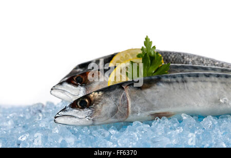 Fisch auf Eisgang platziert Stockfoto