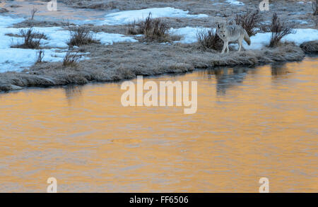 Kojote (Canis Latrans) zu Fuß in Wasser Kante beim Wintermorning, Yellowstone-Nationalpark, Wyoming, USA Stockfoto