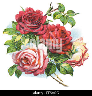 Bunte Illustration ein Bouquet aus roten und rosa Rosen. Stockfoto