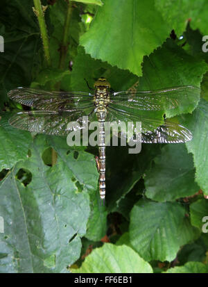 Hoverfly ruht auf frisch geschlüpften weiblichen südlichen Hawker Libelle (Aeshna Cyanea) ruht auf einem Haselbaum Stockfoto