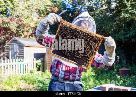 Prüfen die Honig-Frames in einem Bienenstock für die Krankheit. Urbanen Bienenzucht, Garten Gemeinschaftsprojekt, George Downing Estate, Hackney, East London. Stockfoto