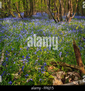 Glockenblumen in einem Wald mit Sonnenlicht durch die Bäume filtern Stockfoto