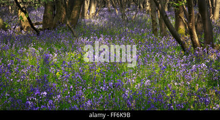 Glockenblumen in einem Wald mit Sonnenlicht durch die Bäume filtern Stockfoto