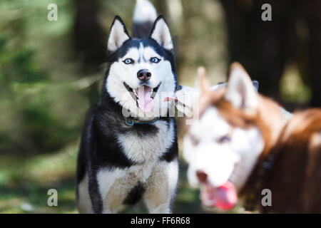 Husky in einem Wald im Frühjahr Stockfoto