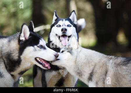 Husky in einem Wald im Frühjahr Stockfoto