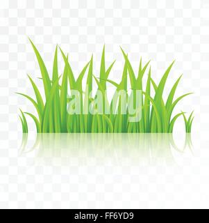 Grass auf transparenten Hintergrund isoliert Stock Vektor