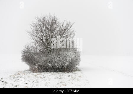 Schneebedeckte Büsche auf einem kleinen Pfad an einem Wintertag in den Bereichen irgendwo in Deutschland, Niederrhein, Einbruch des Winters. Stockfoto