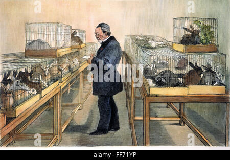 LOUIS PASTEUR (1822-1895). /nFrench Chemiker und Mikrobiologe. Pasteur in seinem Labor entwickelt seine Behandlung für Tollwut und Tollwut. Holz, Gravur, Französisch, 1884. Stockfoto