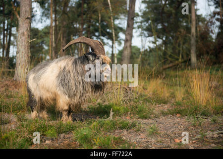 Niederländische Landziege / Nederlandse Landgeit ( Capra hircus ) in typischer Umgebung, für Weidetiere gehalten Projekt, Naturschutz, Europa. Stockfoto