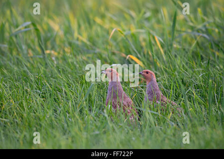 Graue Rebhühner / Rebhuehner (Perdix Perdix) in typischen Umgebung rund um aufmerksam beobachten. Stockfoto