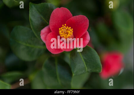 London, UK.  11. Februar 2016.  Chiswick House und Gardens Trust feiert Chinesisches Neujahr mit dem Start der seine jährliche Camellia Show, die vom 11. Februar bis 13 März läuft.  Die Sammlung auf dem Display in der Grade1 aufgeführten Konservatorium Häuser 33 seltene und historische Sorten von Camellia Japonica, darunter die einzigartige Middlemist rot, brachte über nach Großbritannien im Jahr 1804 und eins von nur zwei bekannt (der andere ist in Neuseeland).  Bildnachweis: Stephen Chung / Alamy Live News Stockfoto